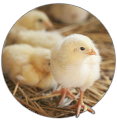 Chicks.png