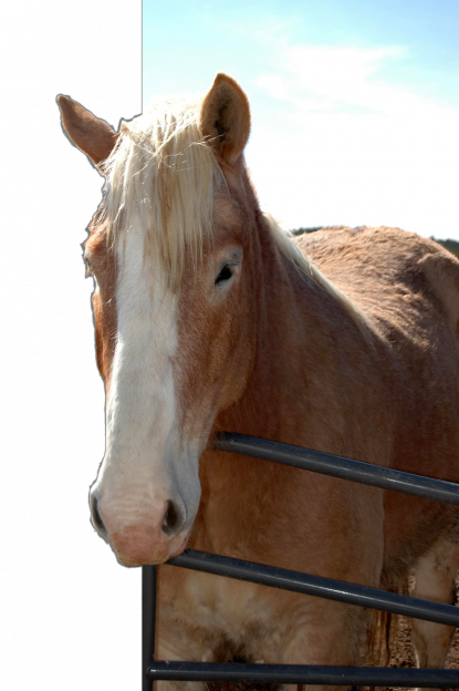 petting zoo Horse